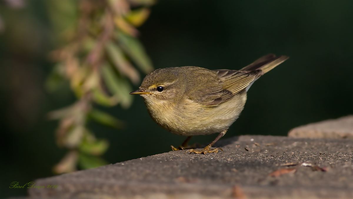 Common Chiffchaff