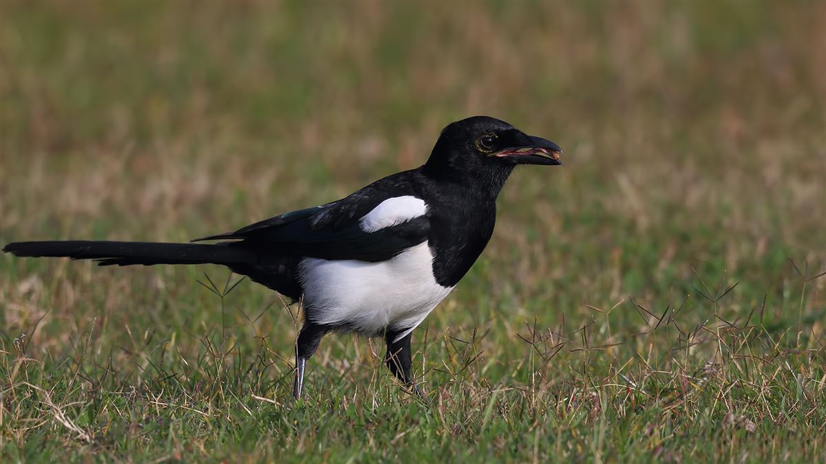 Eurasian Magpie