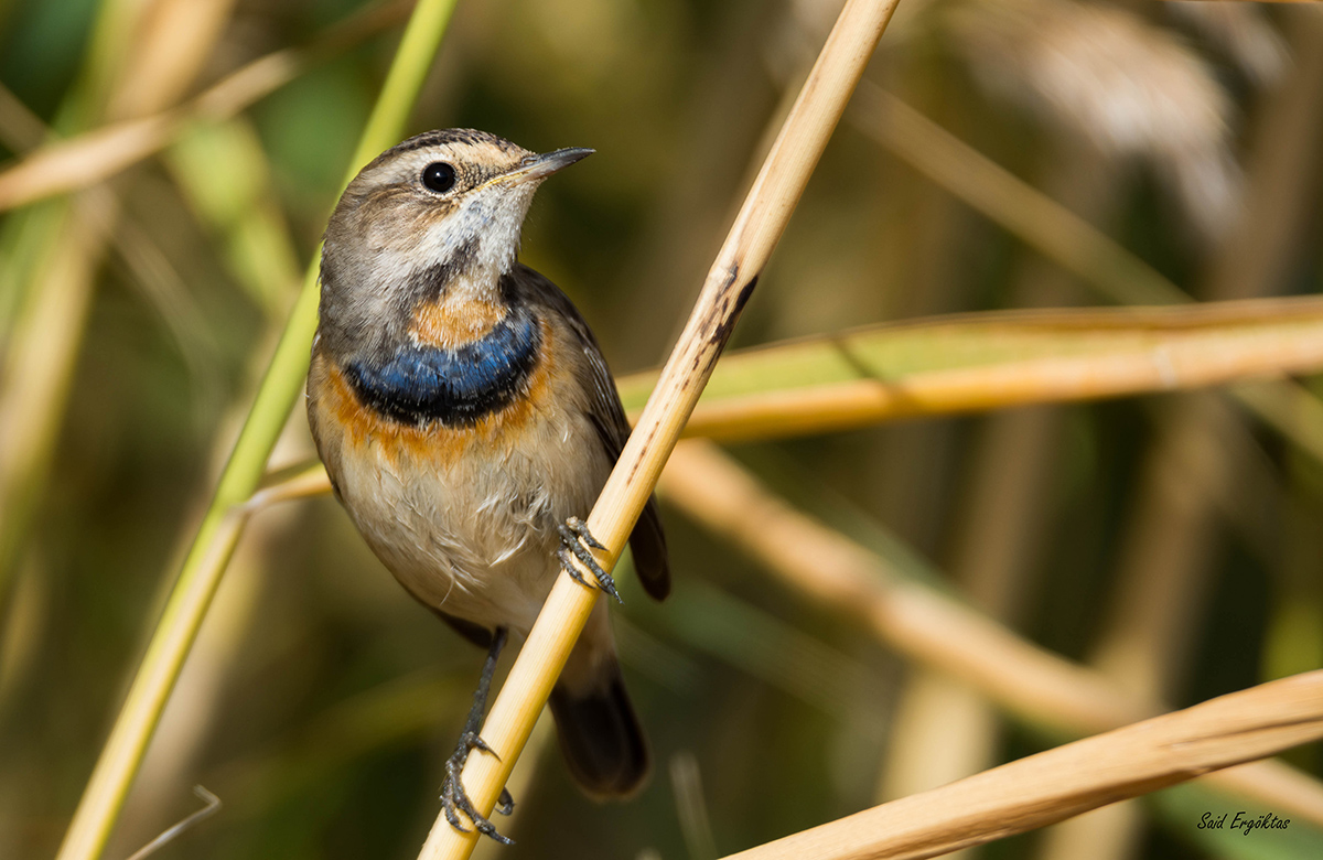 Bluethroat