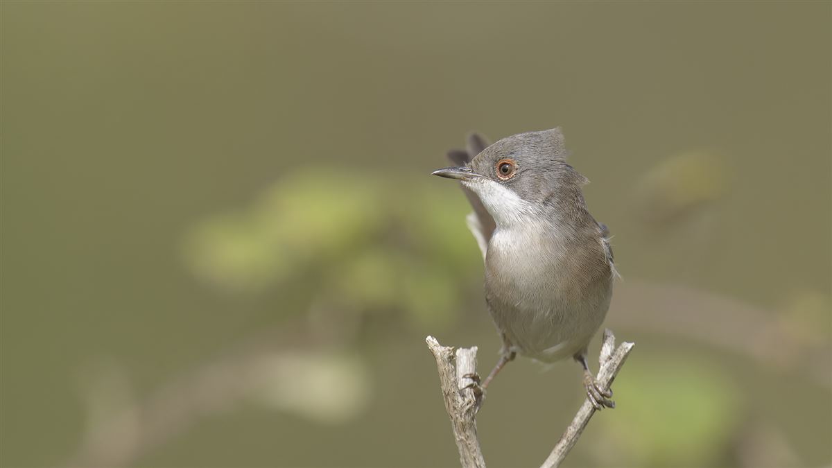 Sardinian Warbler
