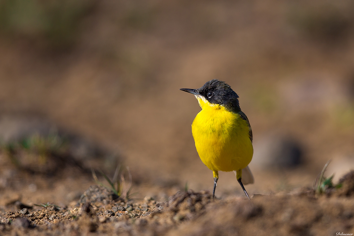 Western Yellow Wagtail