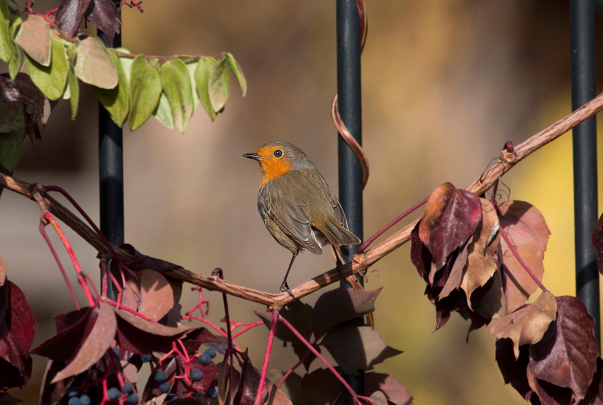 European Robin