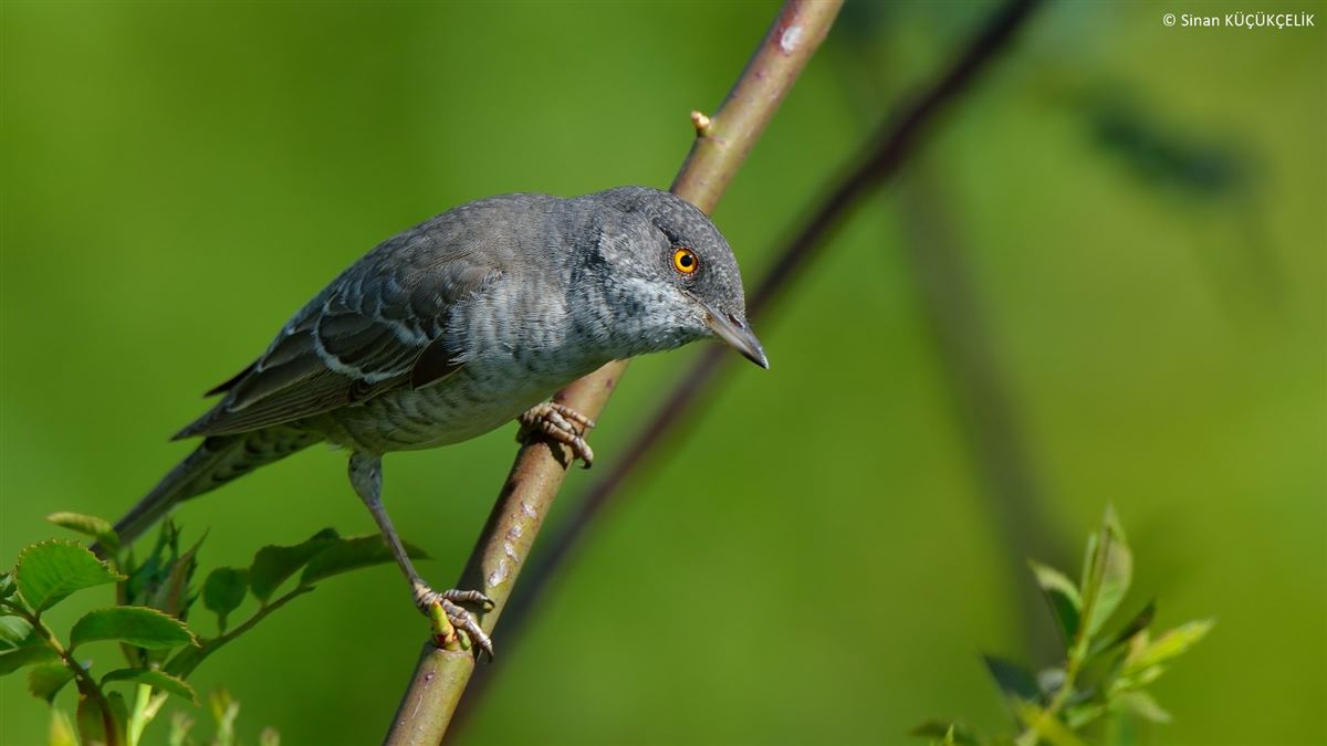 Barred Warbler