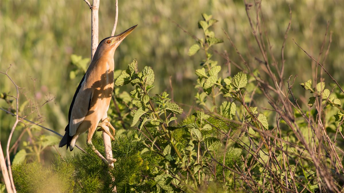 Little Bittern