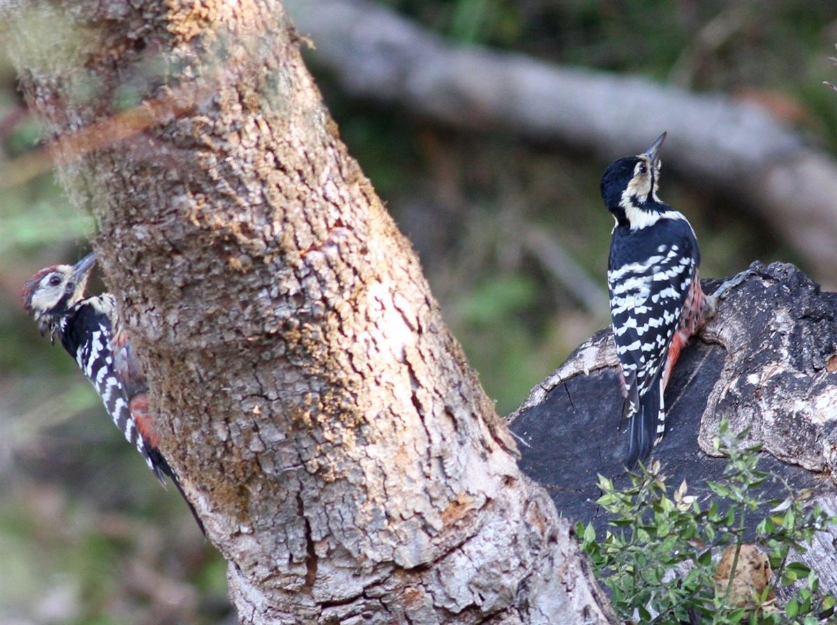 White-backed Woodpecker