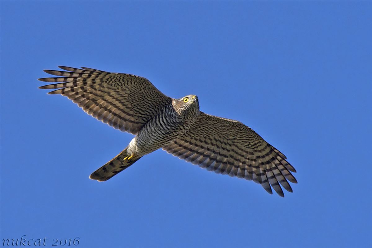 Eurasian Sparrowhawk