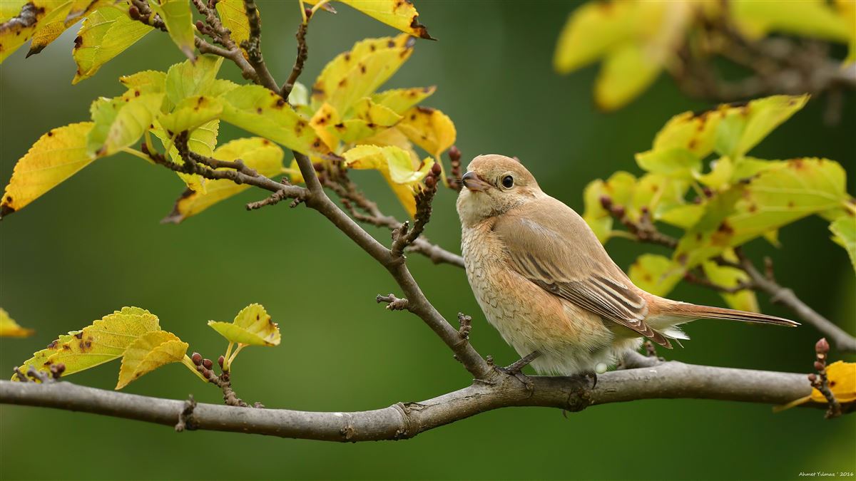 Isabelline Shrike