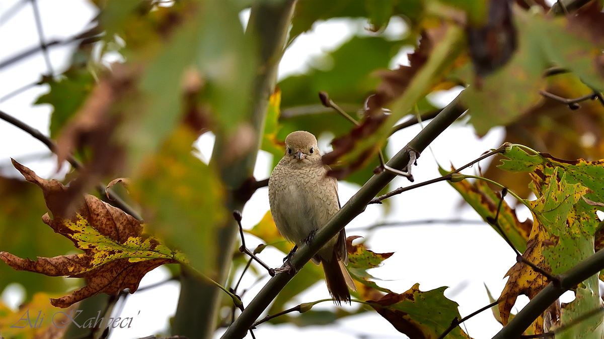 Isabelline Shrike