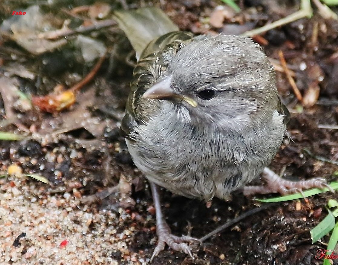 House Sparrow