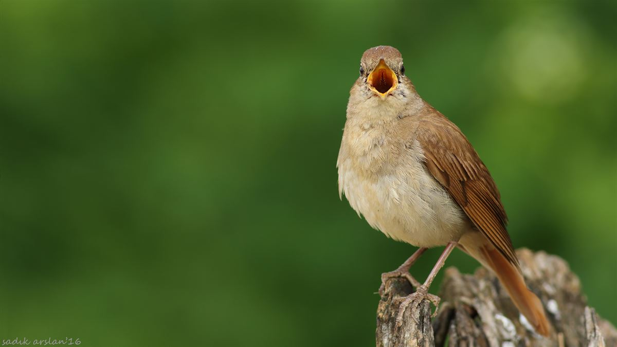 Common Nightingale