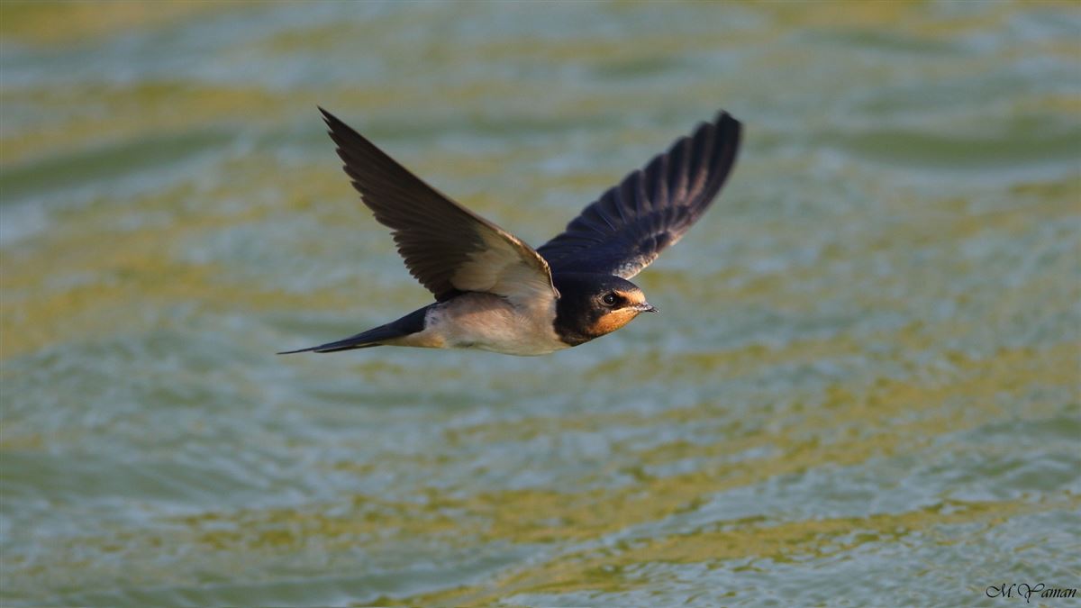 Barn Swallow