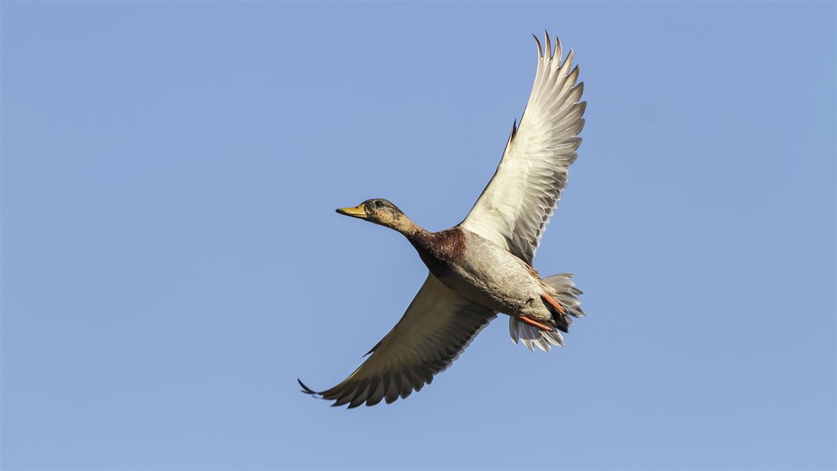 Mallard