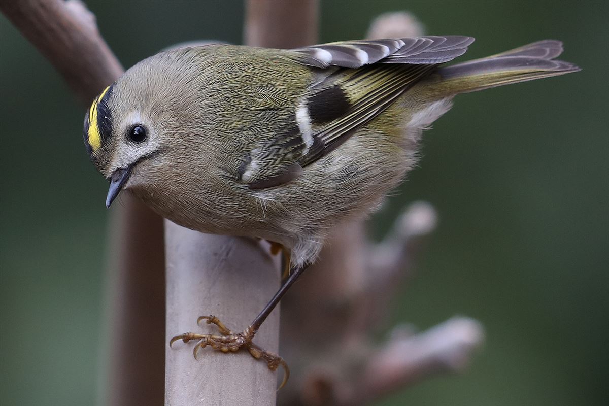 Goldcrest