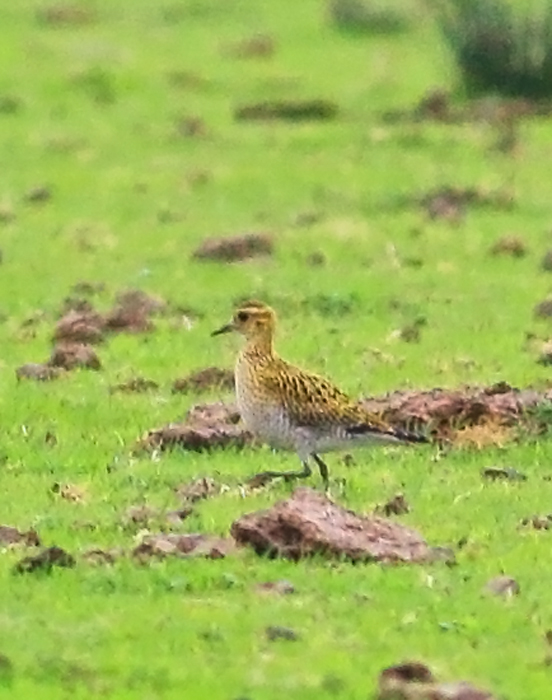 Pacific Golden Plover