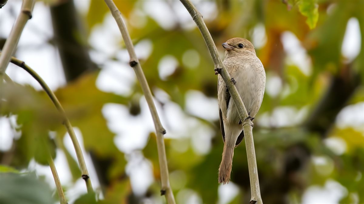 Isabelline Shrike