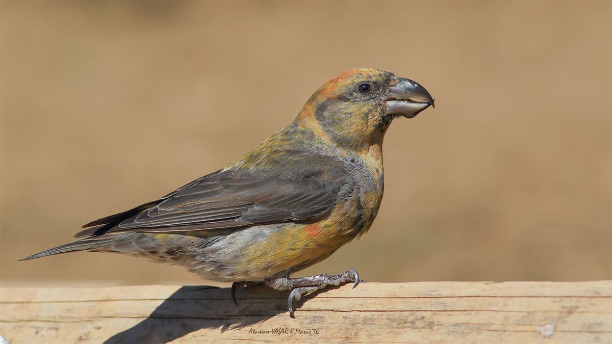 Red Crossbill