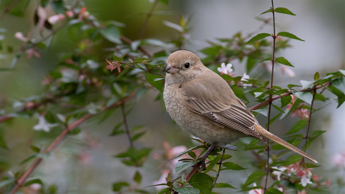 Isabelline Shrike