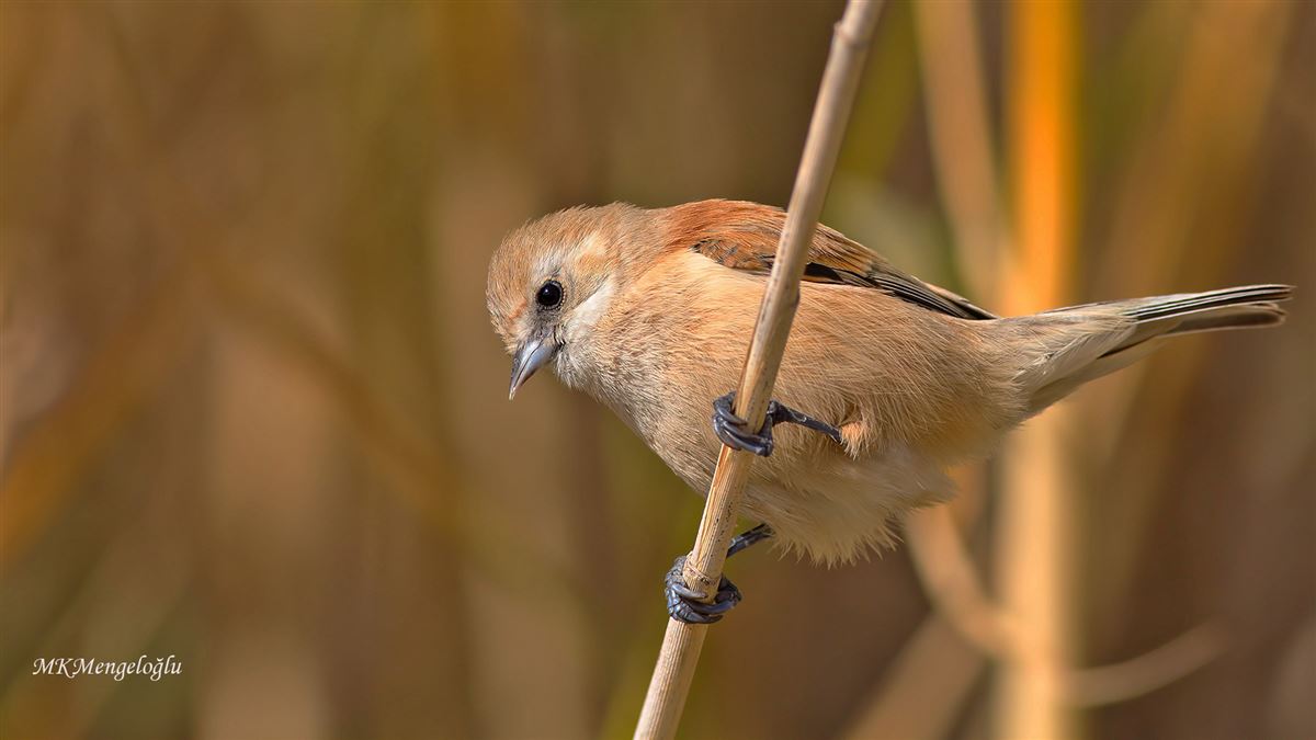 Eurasian Penduline Tit