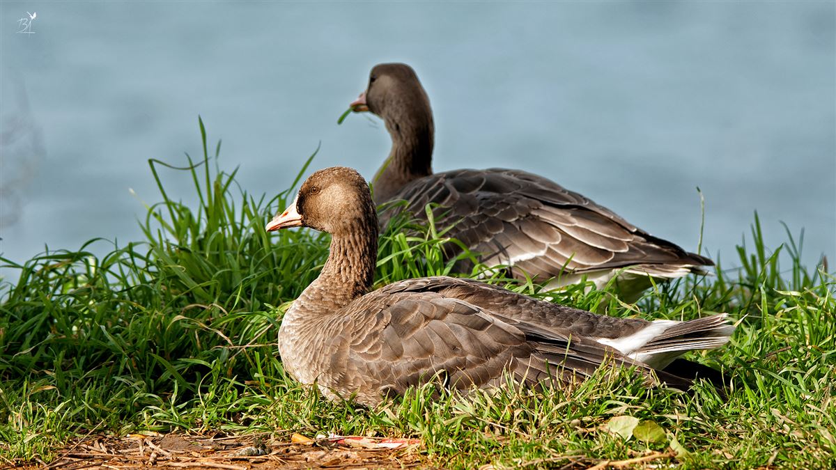 Greater White-fronted Goose