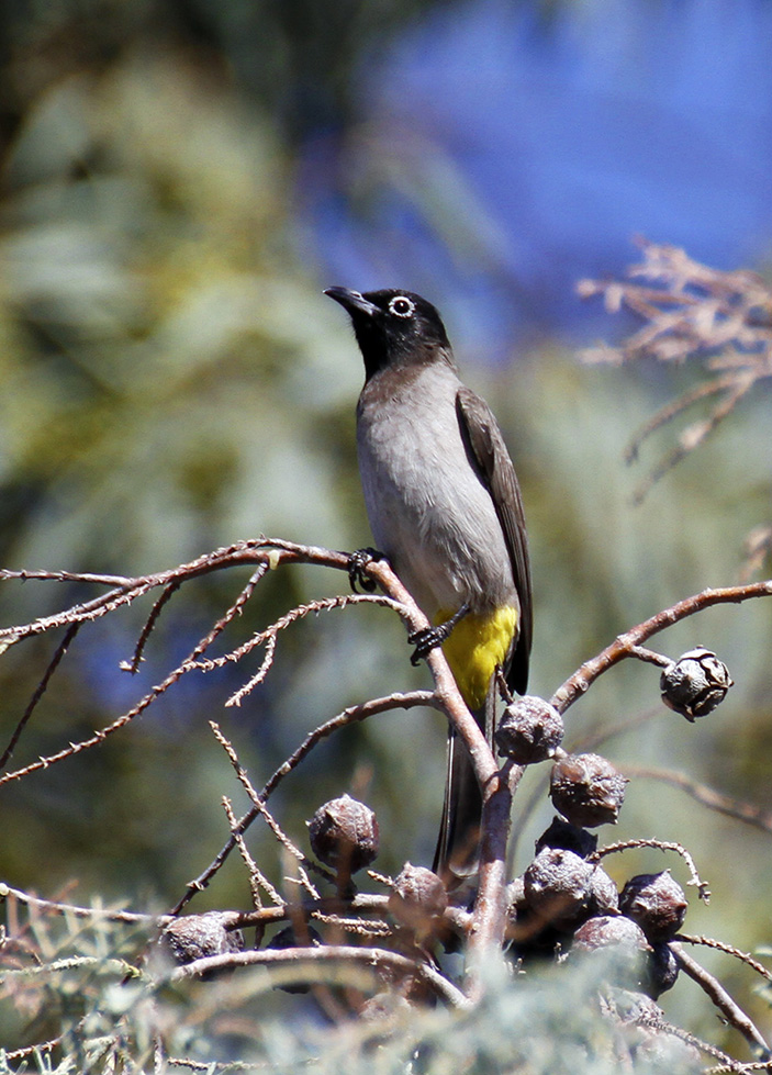 White-spectacled Bulbul