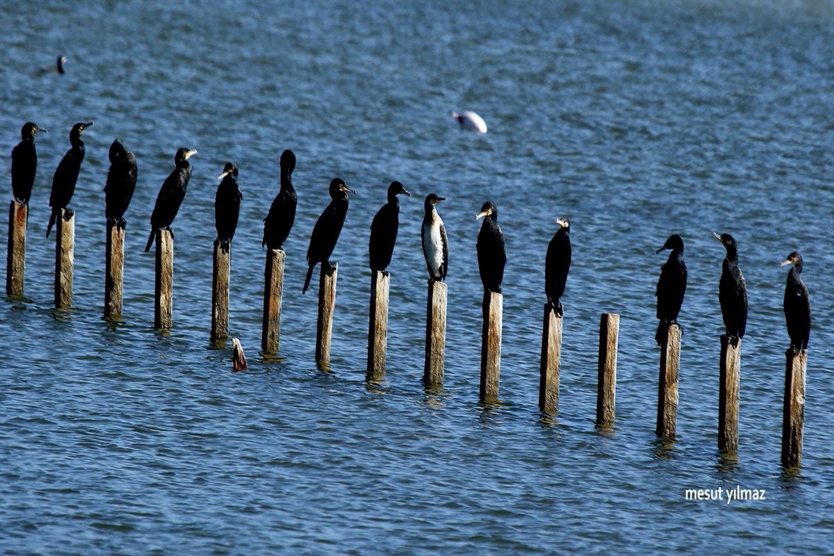 Great Cormorant