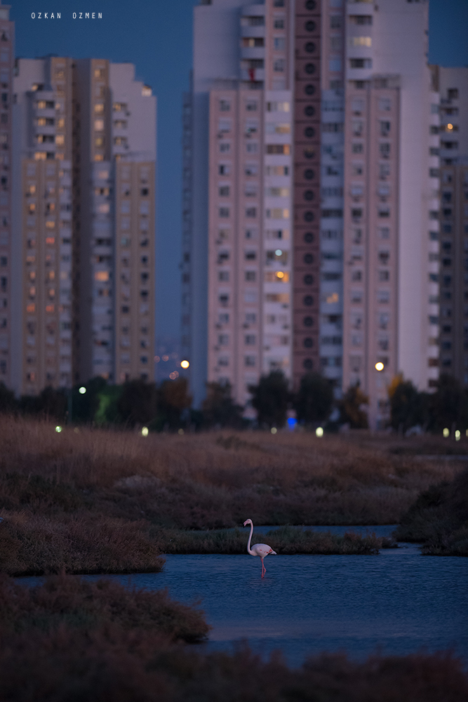 Greater Flamingo