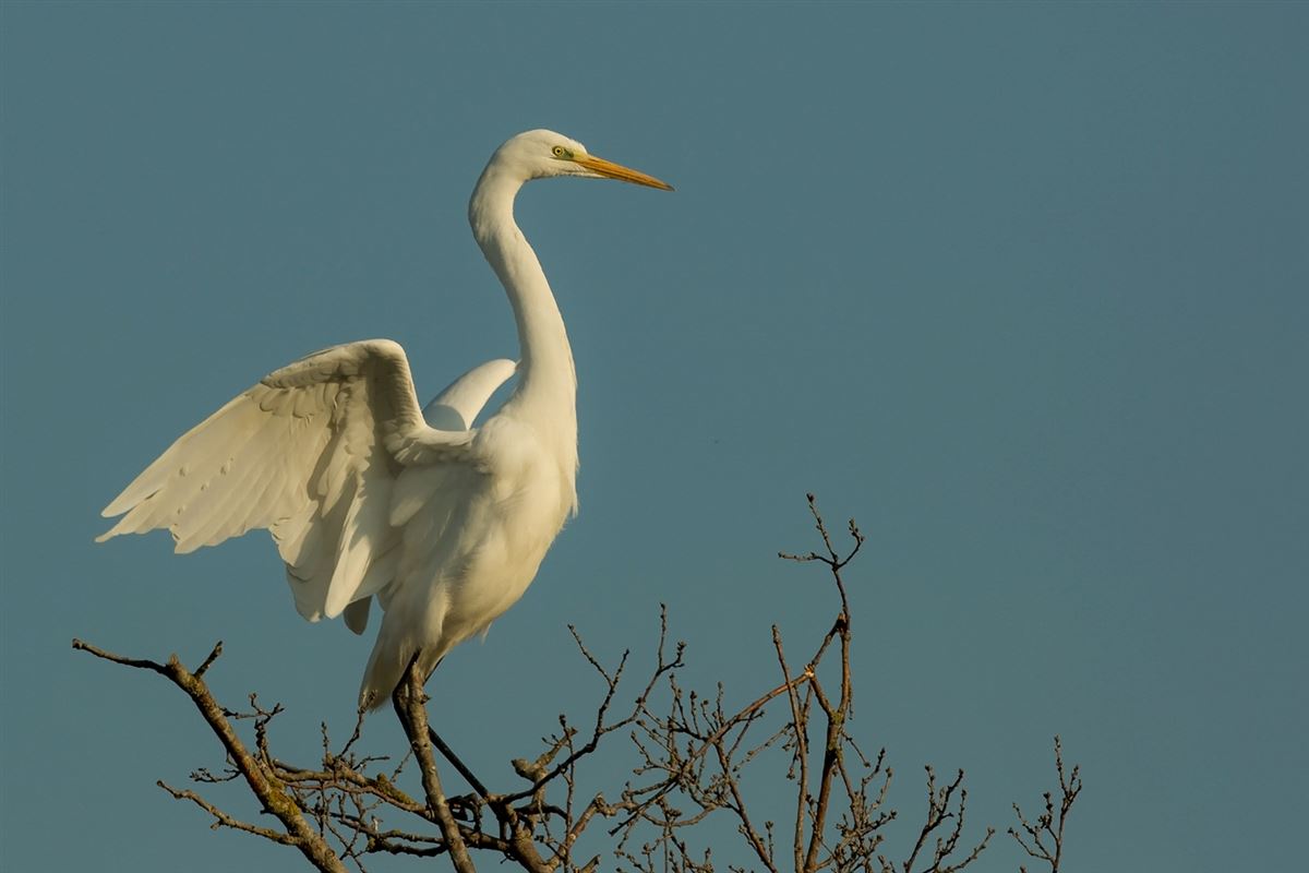Great Egret