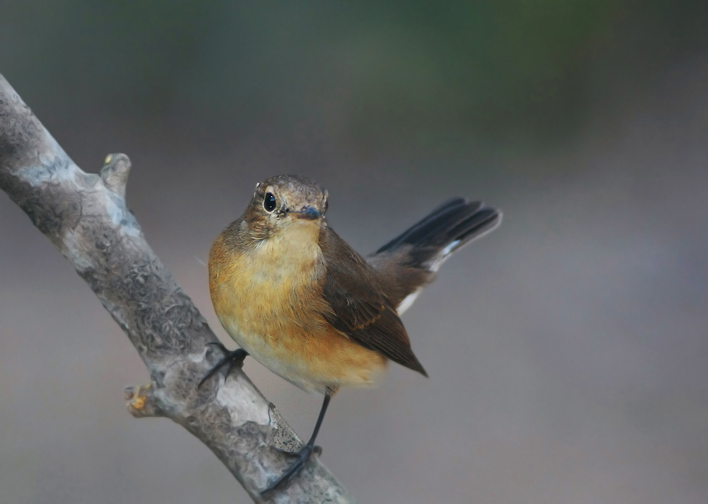 Red-breasted Flycatcher