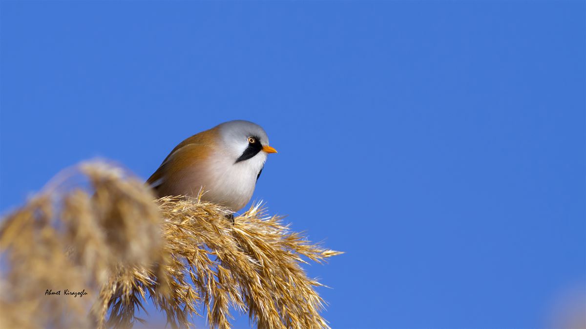Bearded Reedling