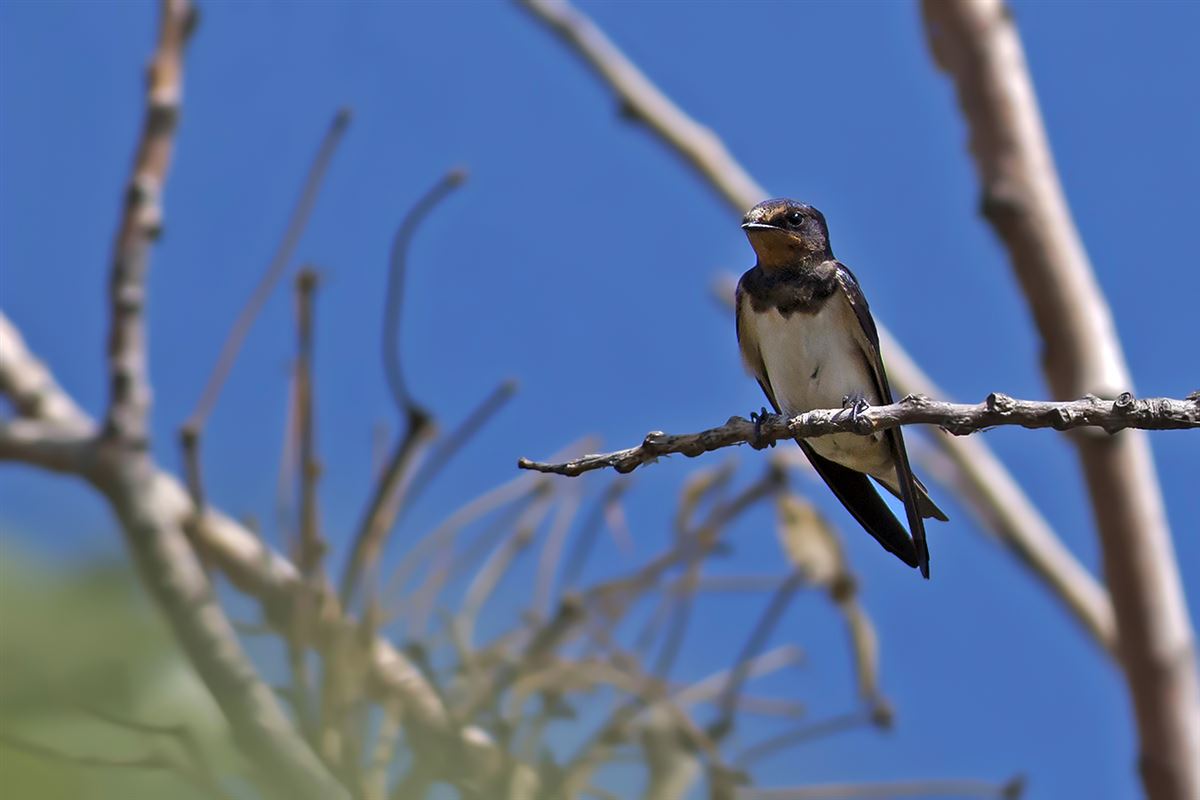Barn Swallow