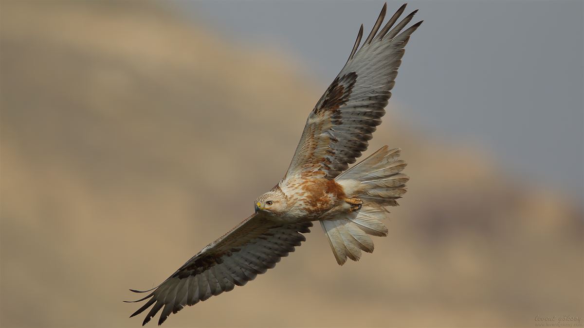 Long-legged Buzzard
