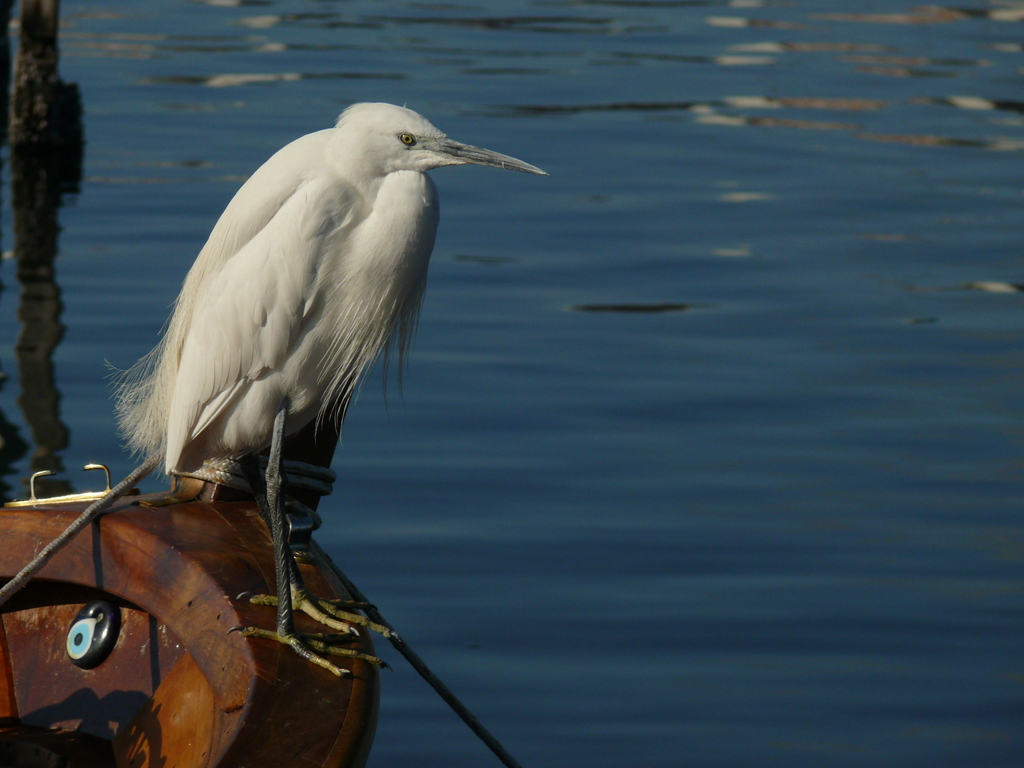 Little Egret
