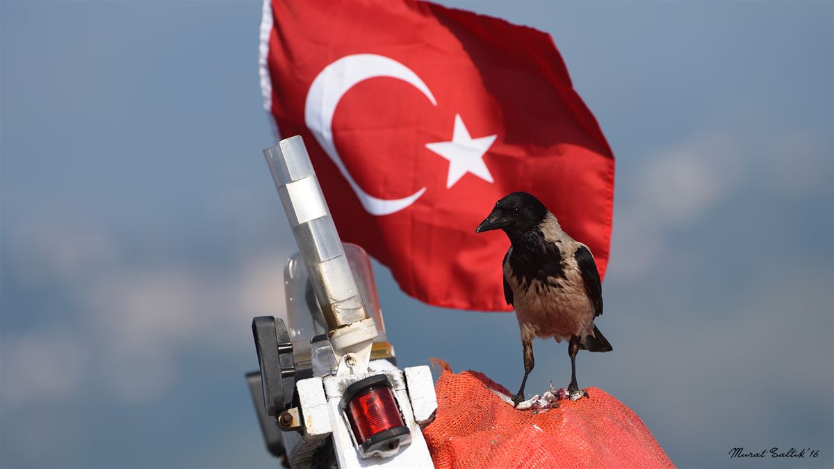 Hooded Crow