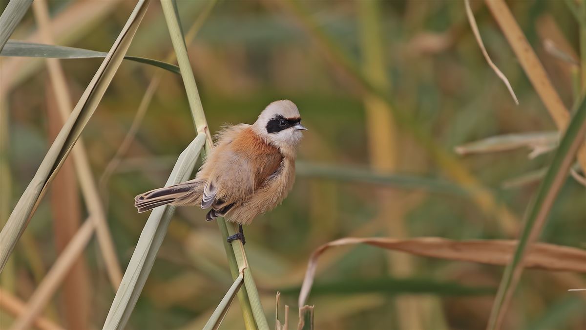Eurasian Penduline Tit