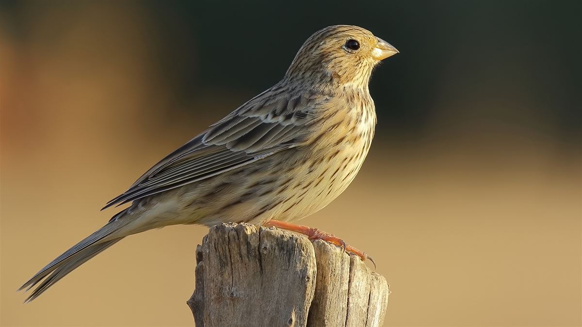 Corn Bunting