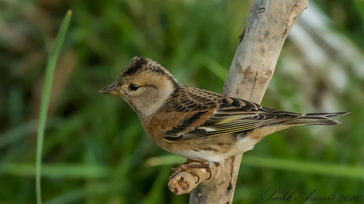 Brambling