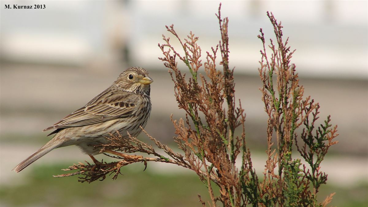 Corn Bunting