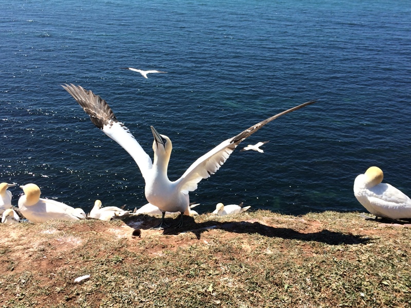 Northern Gannet