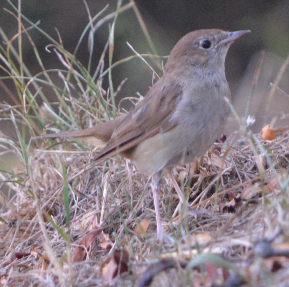 Common Nightingale