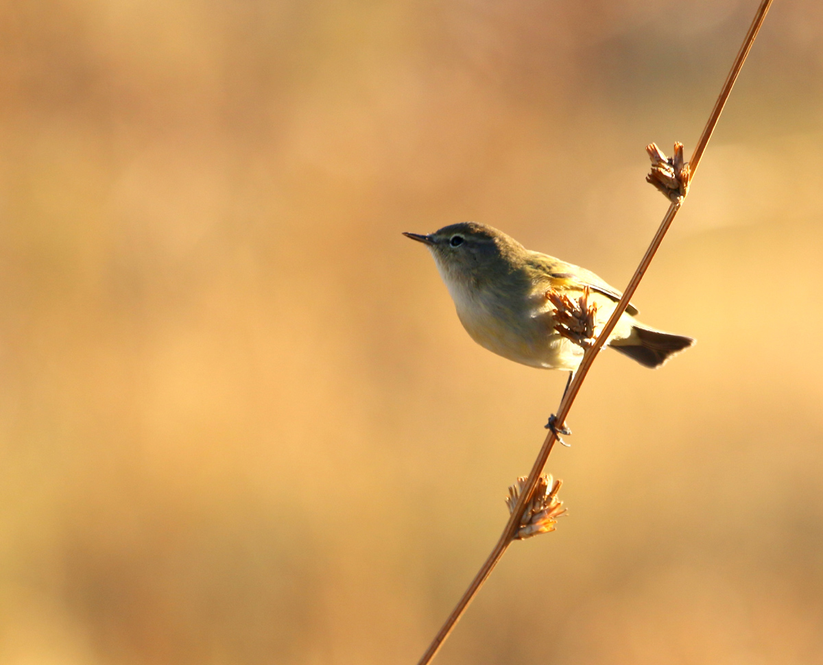 Common Chiffchaff