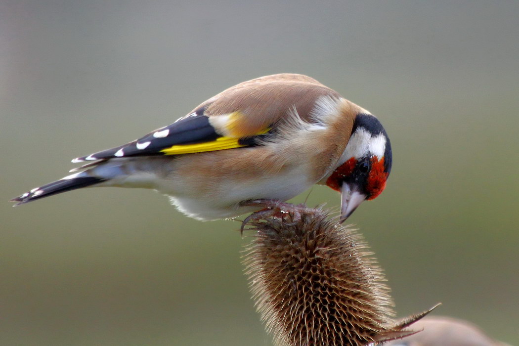 European Goldfinch