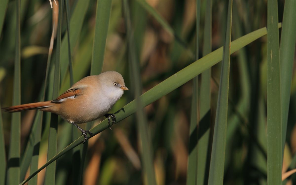 Bearded Reedling