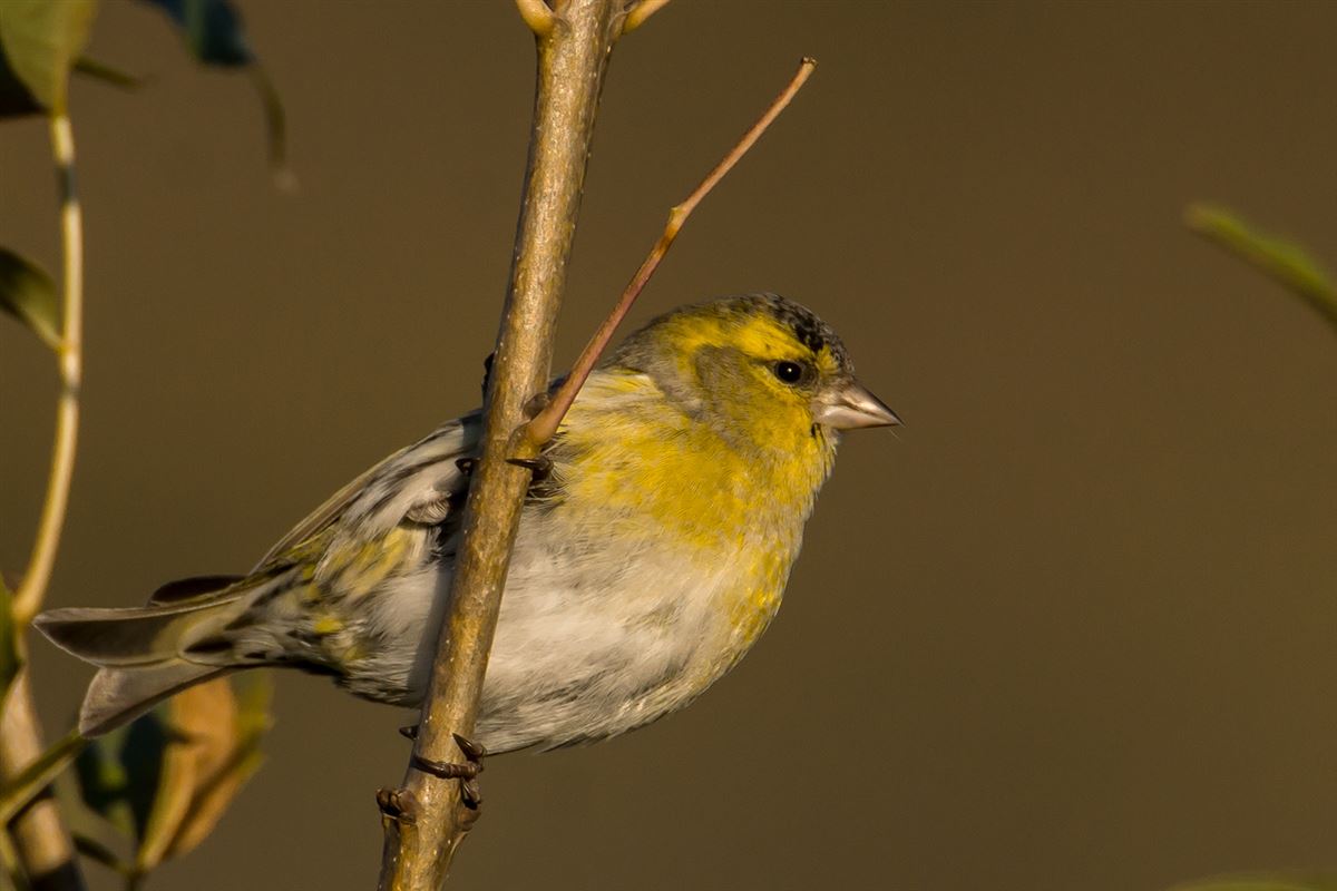 Eurasian Siskin
