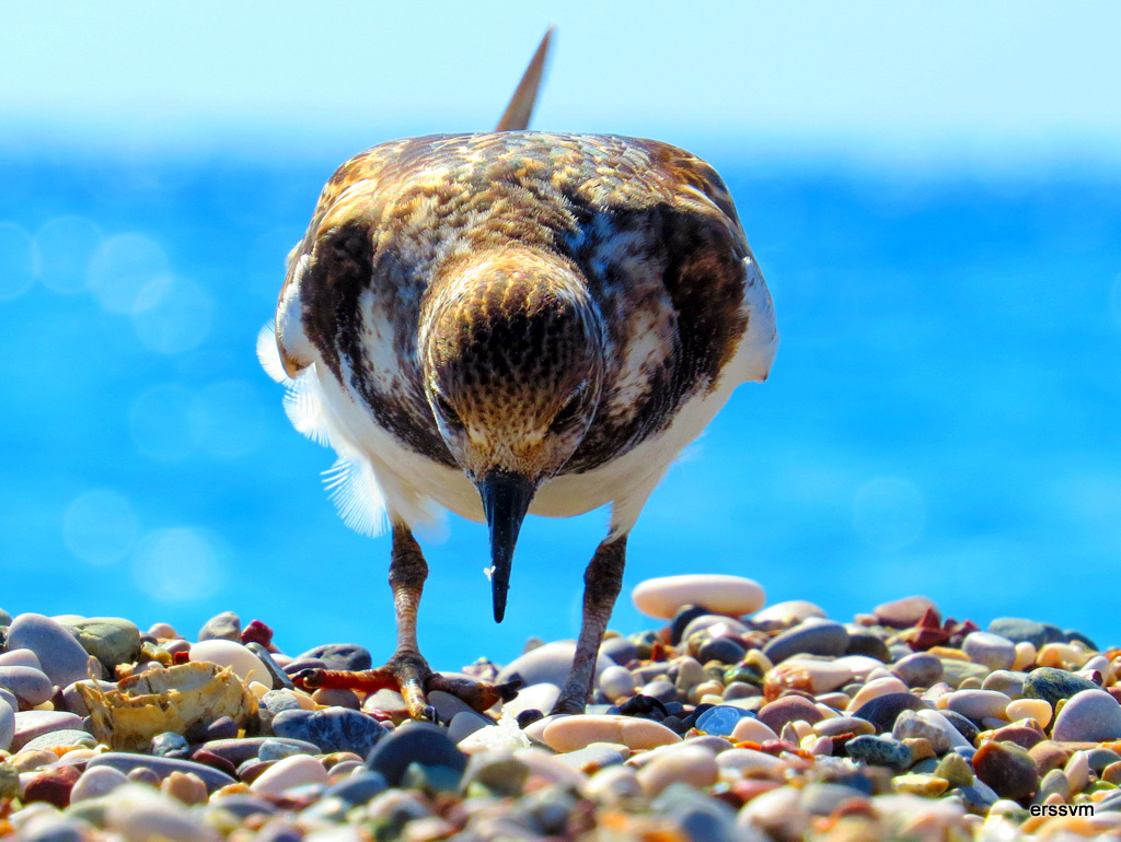 Ruddy Turnstone
