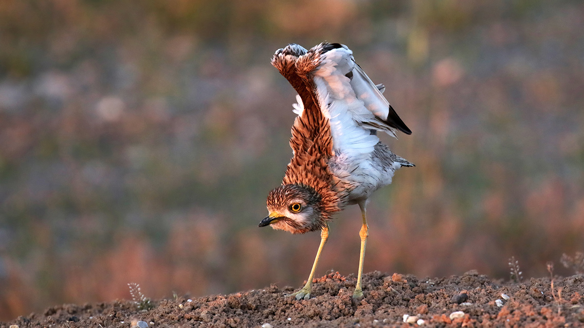 Eurasian Stone-curlew