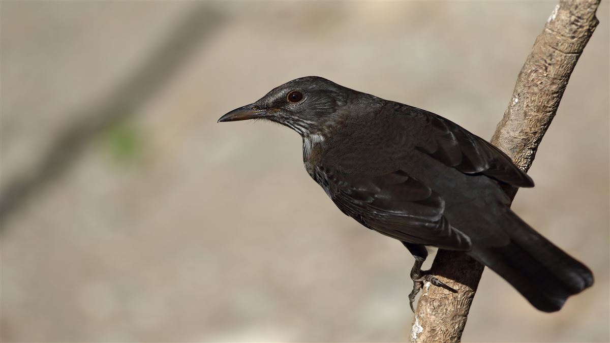 Common Blackbird