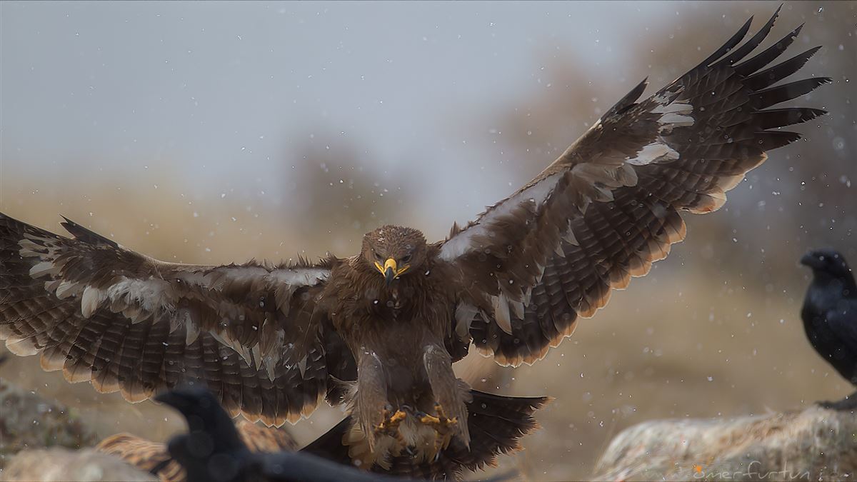 Steppe Eagle