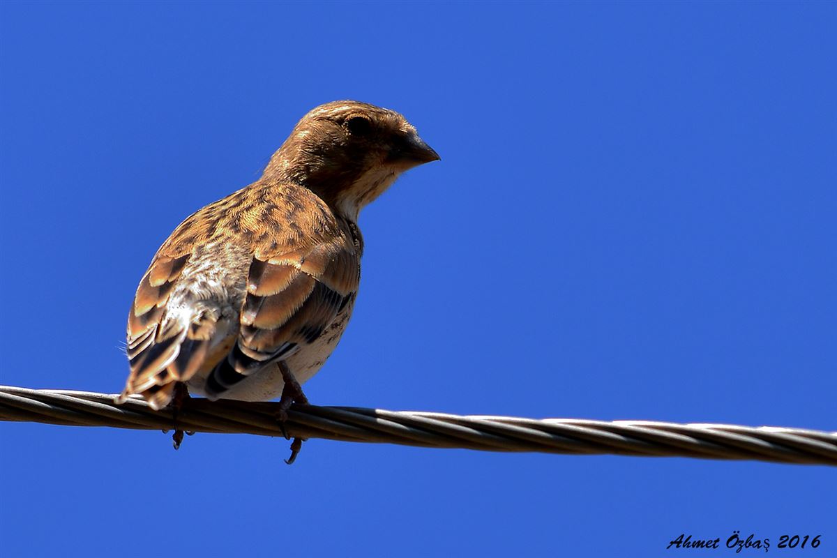 Common Linnet