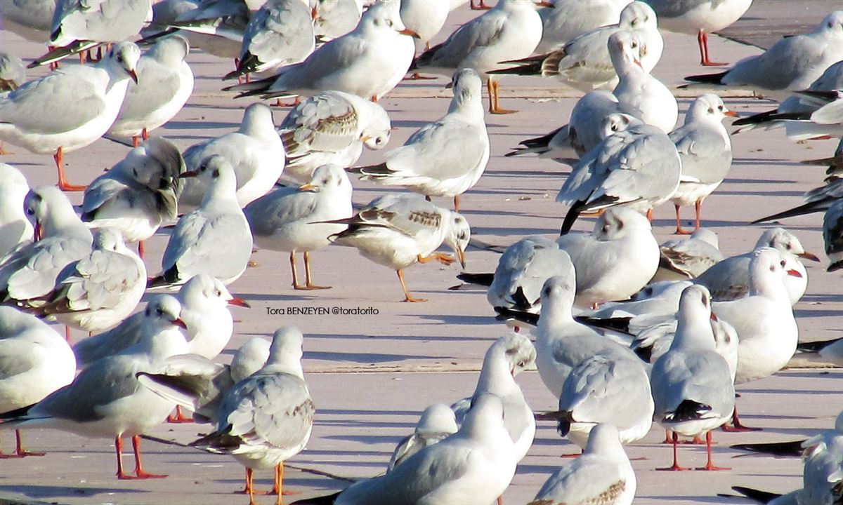 Black-headed Gull