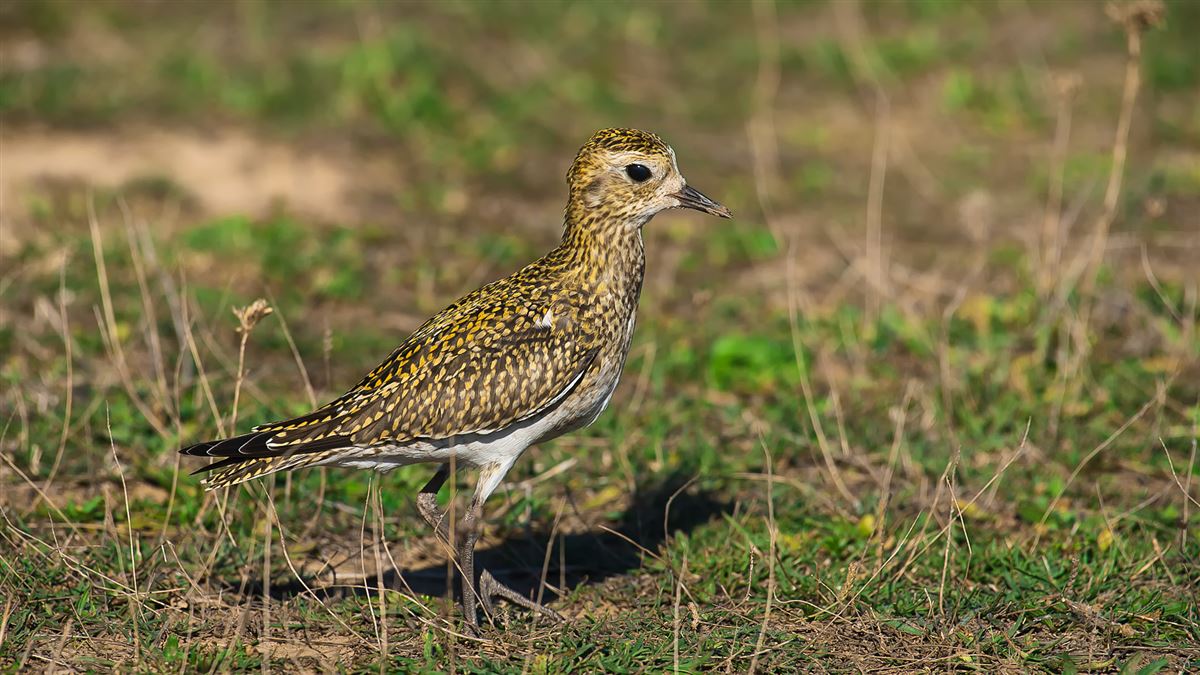 European Golden Plover